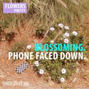 Blossoming. Phone Faced Down.